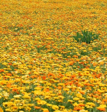 Organic Calendula Pacific Beauty - West Coast Seeds