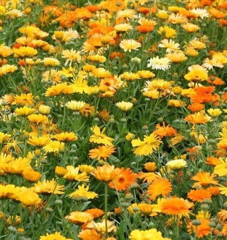 Organic Calendula Pacific Beauty - West Coast Seeds