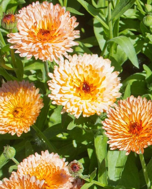 Organic Calendula Zeolights - West Coast Seeds