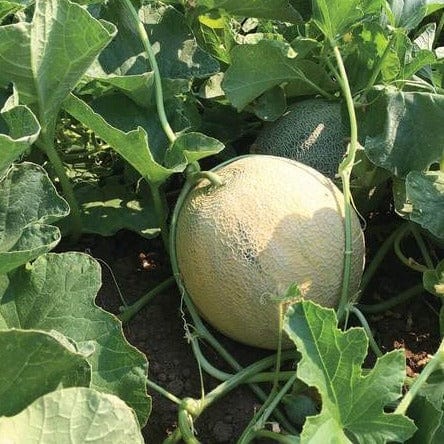 Organic Cantaloupe Divergent - West Coast Seeds – Wildwood Outdoor