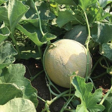 Melon Divergent Organic - West Coast Seeds