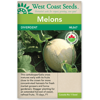 Melon Divergent Organic - West Coast Seeds