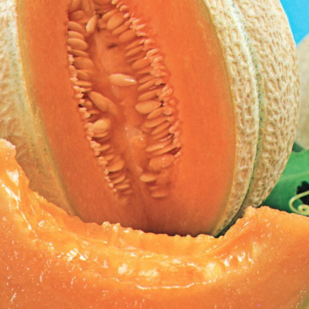 Organic Cantaloupe Hearts of Gold - McKenzie Seeds