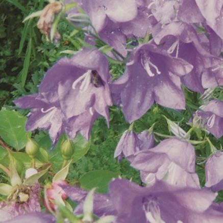 Canterbury Bells - Metchosin Farm