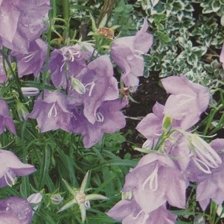 Canterbury Bells - Metchosin Farm