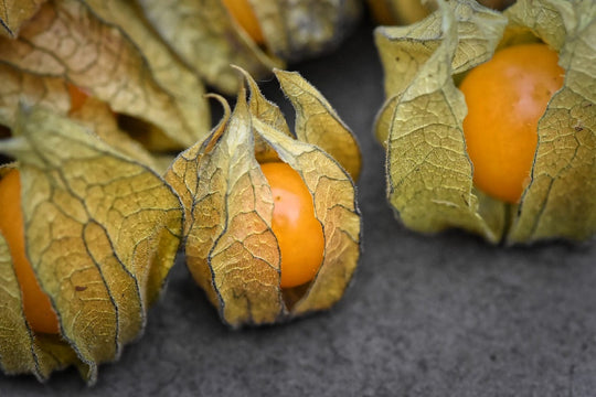 Organic Cape Gooseberry Large Physalis - Metchosin FarmSeeds