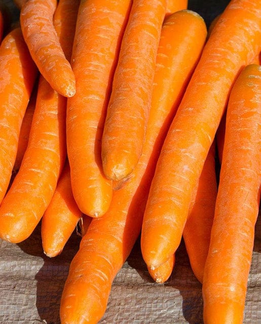 Organic Carrot Autumn King - West Coast Seeds