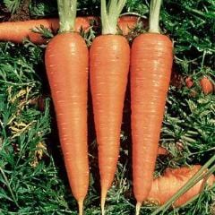 Carrot Danvers 126 Organic- Burpee Seeds