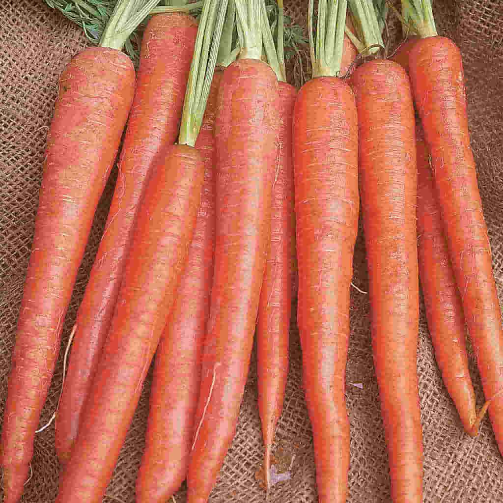 Organic Carrot Imperator - McKenzie Seeds