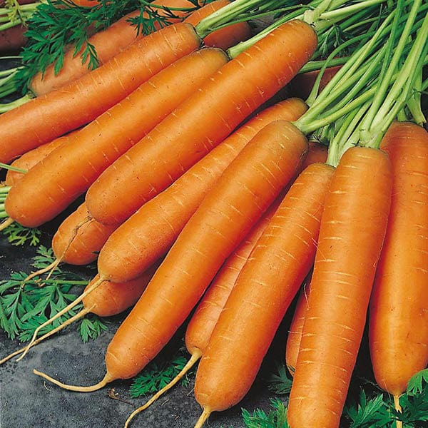 Organic Carrot Nantes - Mr. Fothergill's