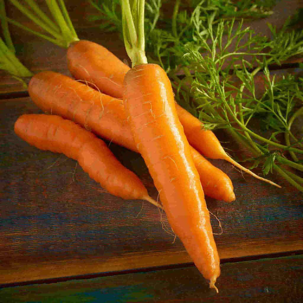 Organic Carrot Red Cored Chantenay, Seed Tape - McKenzie Seeds