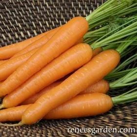 Organic Carrot Rotild - Renee's Garden Seeds
