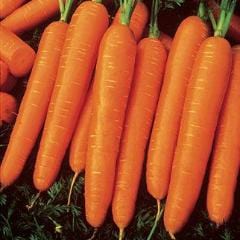 Carrot Scarlet Nantes Organic - Burpee Seeds