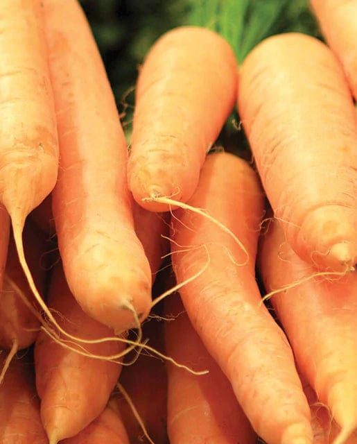 Organic Carrot Scarlet Nantes - West Coast Seeds