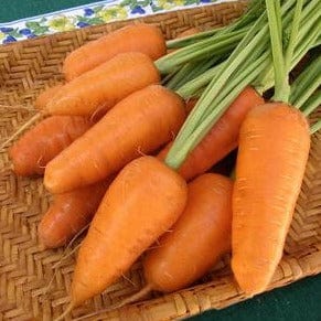 Carrot Short Stuff Chantenay - Renee's Garden Seeds