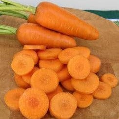 Carrot Short Stuff Chantenay - Renee's Garden Seeds