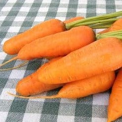 Carrot Short Stuff Chantenay - Renee's Garden Seeds