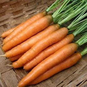 Carrot Starica - Renee's Garden Seeds