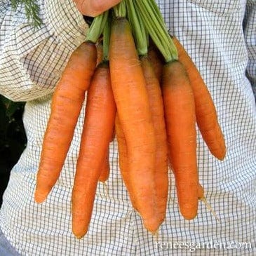 Carrot Starica - Renee's Garden Seeds