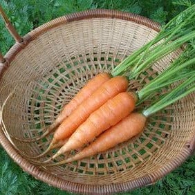 Carrot Starica - Renee's Garden Seeds