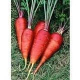 Organic Carrot Vampire - Metchosin Farm Seeds