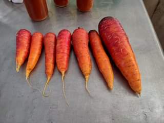 Organic Carrot Vampire - Metchosin Farm Seeds