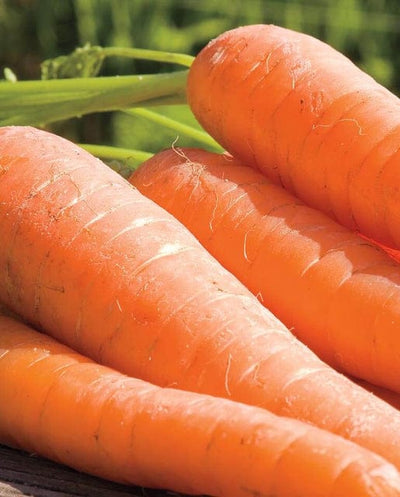 Organic Carrot Ya Ya - West Coast Seeds