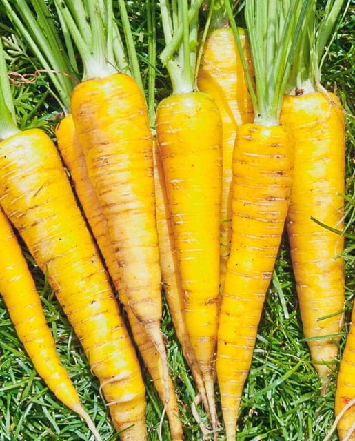 Organic Carrot Yellowstone - West Coast Seeds