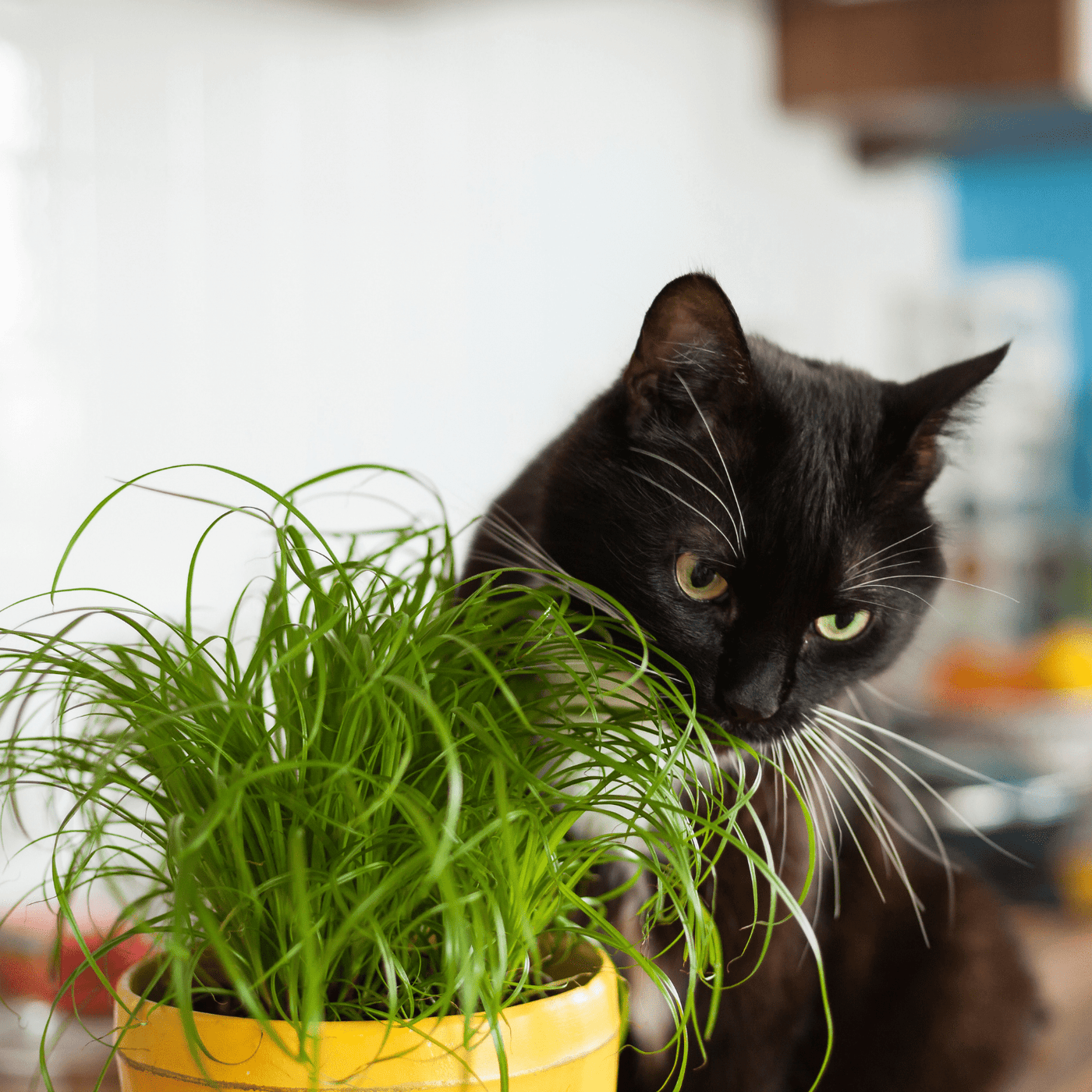 Organic Cat Grass Blend - Cornucopia Seeds