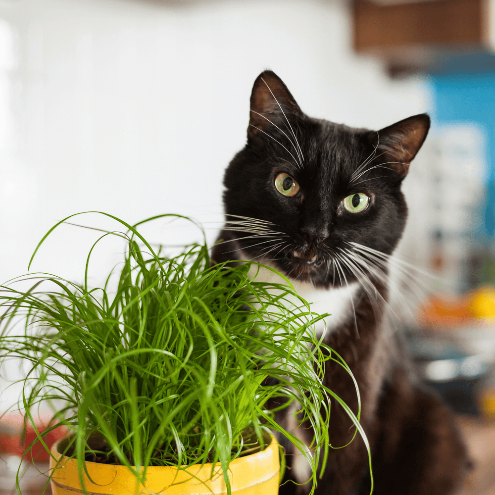 Organic Cat Grass Blend - Cornucopia Seeds