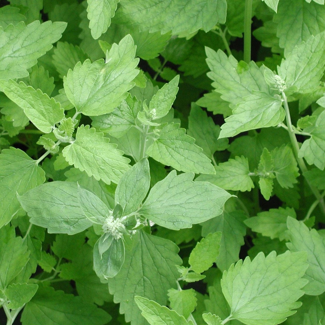 Herb Catnip - Metchosin Farm