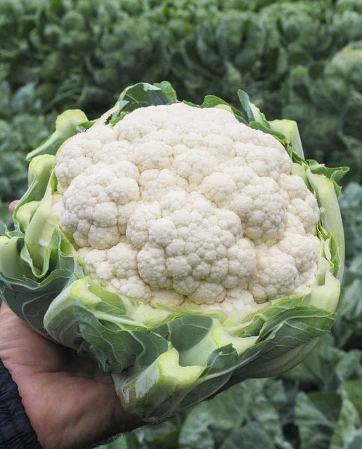 Organic Cauliflower Adona - West Coast Seeds