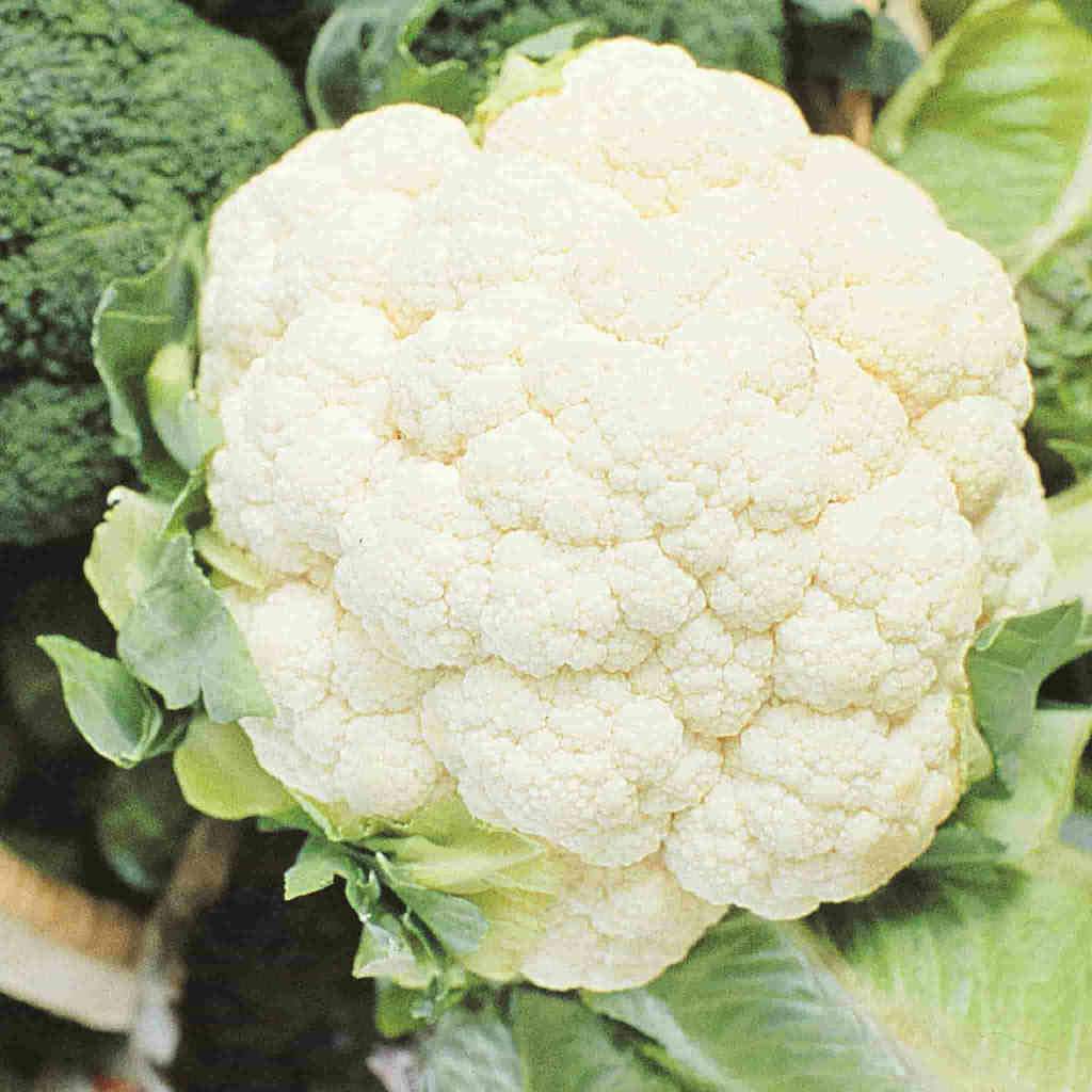 Organic Cauliflower Early Snowball - McKenzie Seeds