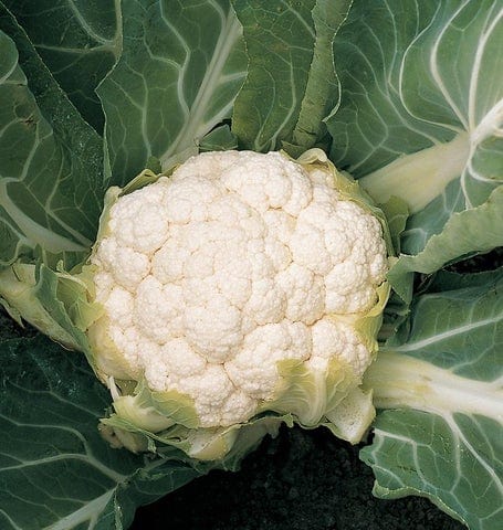 Organic Cauliflower Skywalker - West Coast Seeds