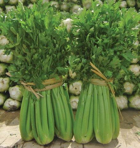 Organic Celery Tango - West Coast Seeds