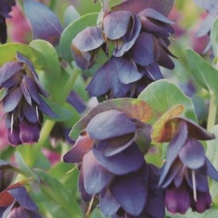 Cerinthe - Metchosin Farm