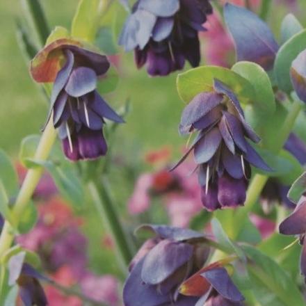 Cerinthe - Metchosin Farm