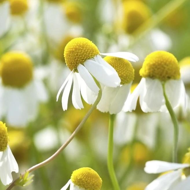 Chamomile - Metchosin Farm