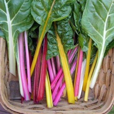 Chard Garden Rainbow - Renee's Garden Seeds 