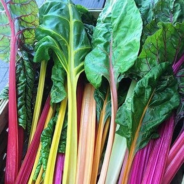 Chard Garden Rainbow - Renee's Garden Seeds 