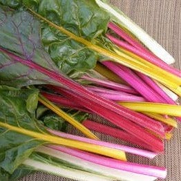 Chard Garden Rainbow - Renee's Garden Seeds 