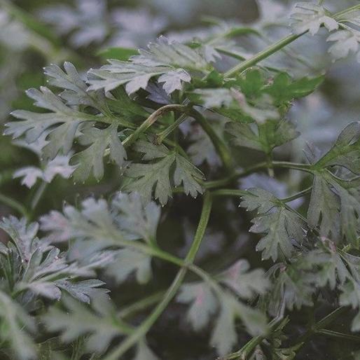 Chervil - Metchosin Farm