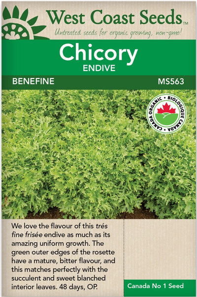 Organic Chicory Benefine - West Coast Seeds