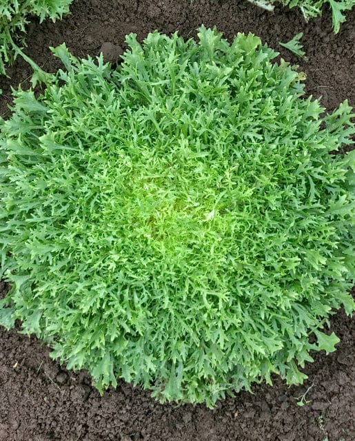 Organic Chicory Benefine - West Coast Seeds