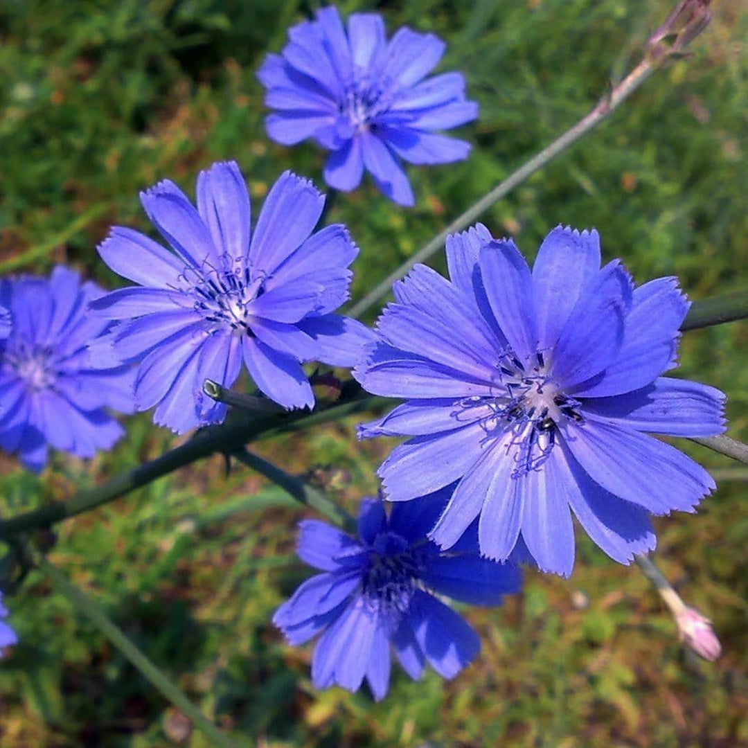 Chicory - Metchosin Farm