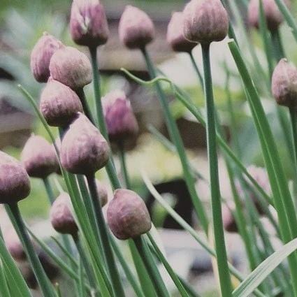 Herb Chives - Metchosin Farm