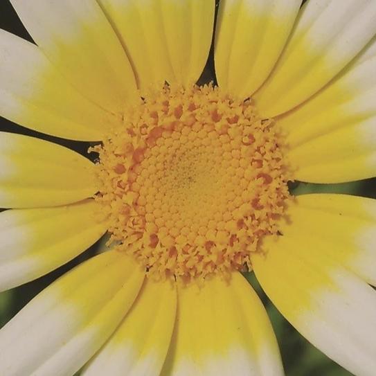 Chinese Chrysanthemum - Metchosin Farm