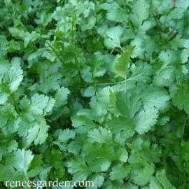 Cilantro Heirloom - Renee's Garden Seeds