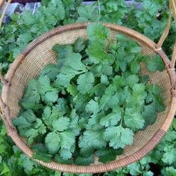 Cilantro Heirloom - Renee's Garden Seeds