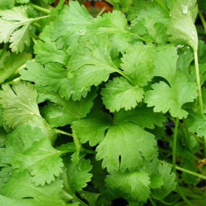 Cilantro - Metchosin Farm